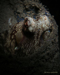 Octo trying to give me the look while he is hiding inside... by Larry Medenilla 